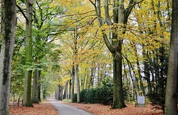 Galerie William Wauters, kunst in het bos