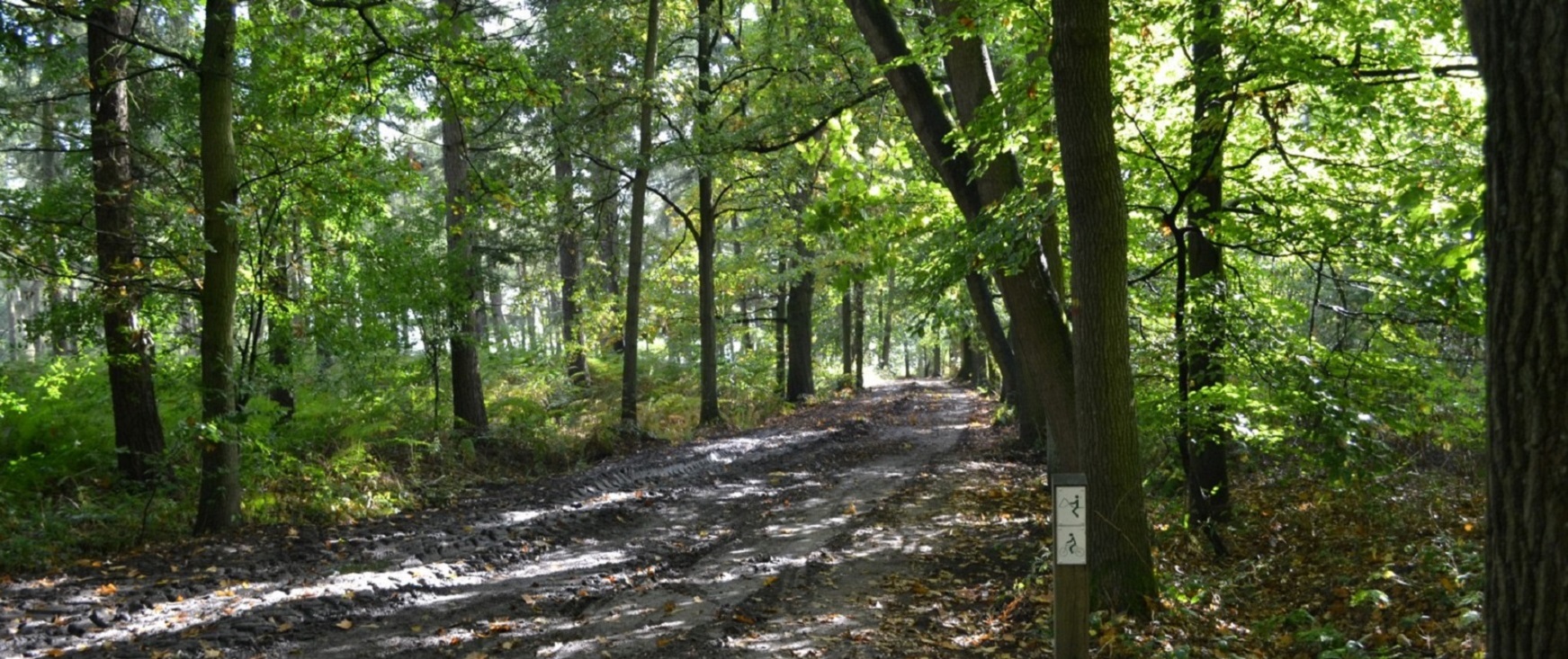 Het Meetjesland en zijn bossen