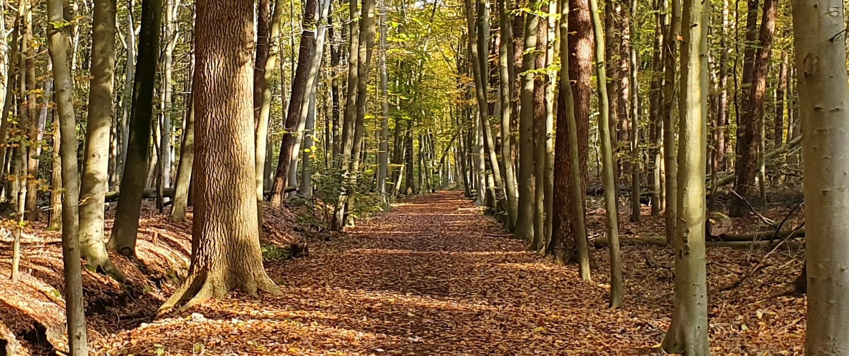 Het Meetjesland en zijn bossen