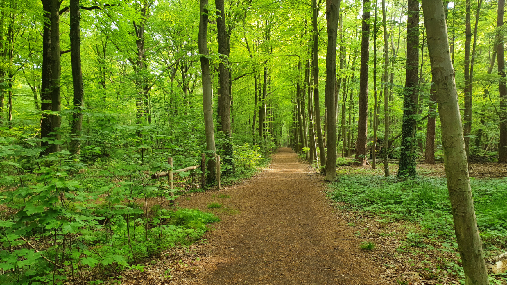 Meetjesland und seine Wälder