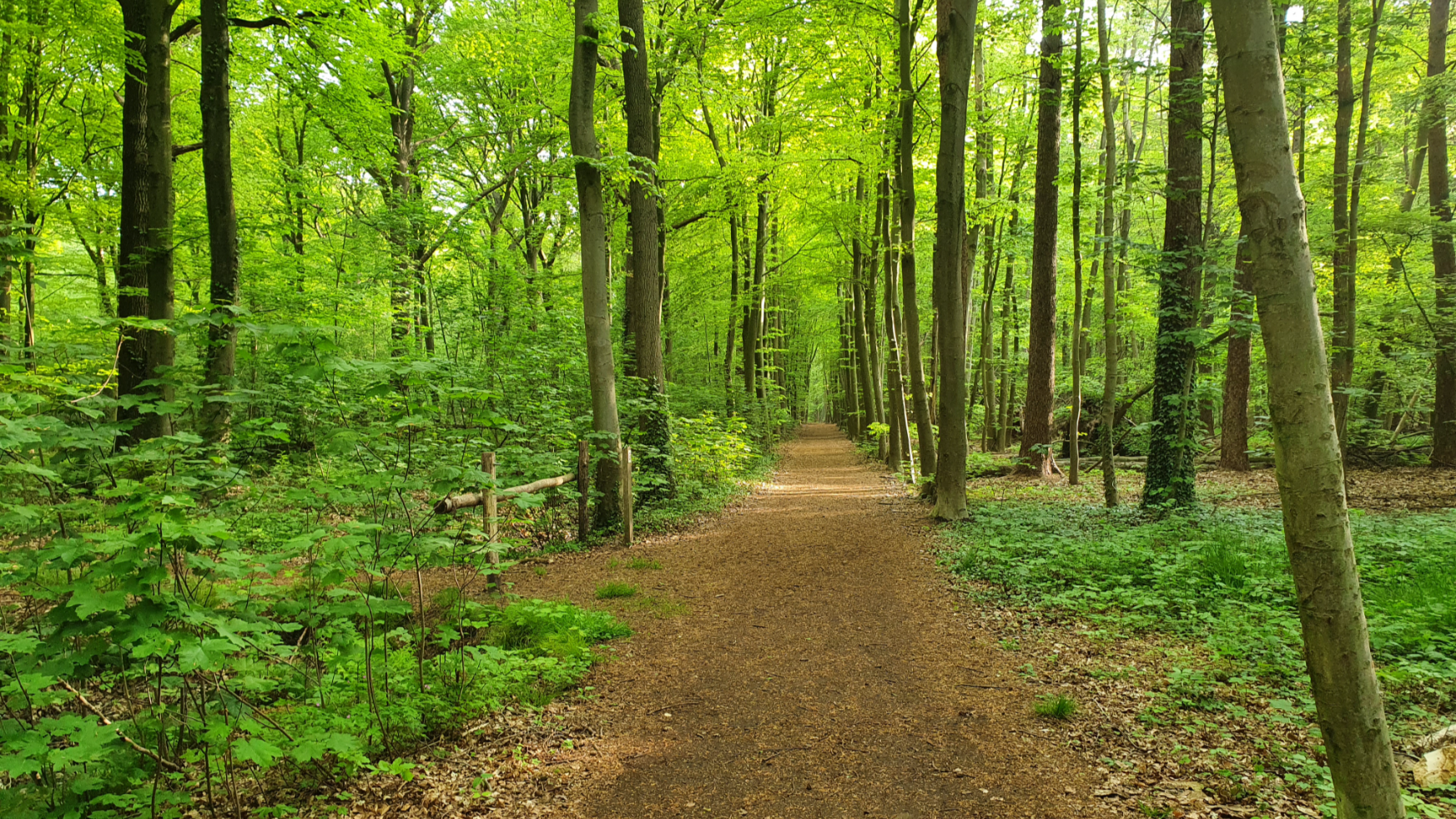 Het Meetjesland en zijn bossen